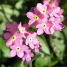 50 Fresh Seed  Forget Me Not Mysotis Victoria Rose   #ABG1