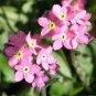 50 Fresh Seed  Forget Me Not Mysotis Victoria Rose   #ABG1