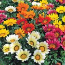 30 Fresh Seed Frosty Kiss Mix Gazania  easy to grow  #ABG1