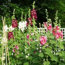 40 Fresh Seed indian Springs Hollyhock Seeds ready for your plant  #ABG1