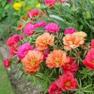 20  Flower Seed Moss Rose Portulaca Happy Hour Mix #ABG1