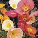 Champagne Bubbles Poppy, 25  Fresh Seed ready for your garden  #ABG1