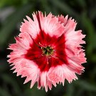 30  Fresh Seed  Super parfait strawberry Dianthus  #ABG1