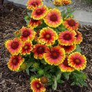 25  Fresh Seed  Arizona Sun Gaillardia seeds for your garden  #ABG1
