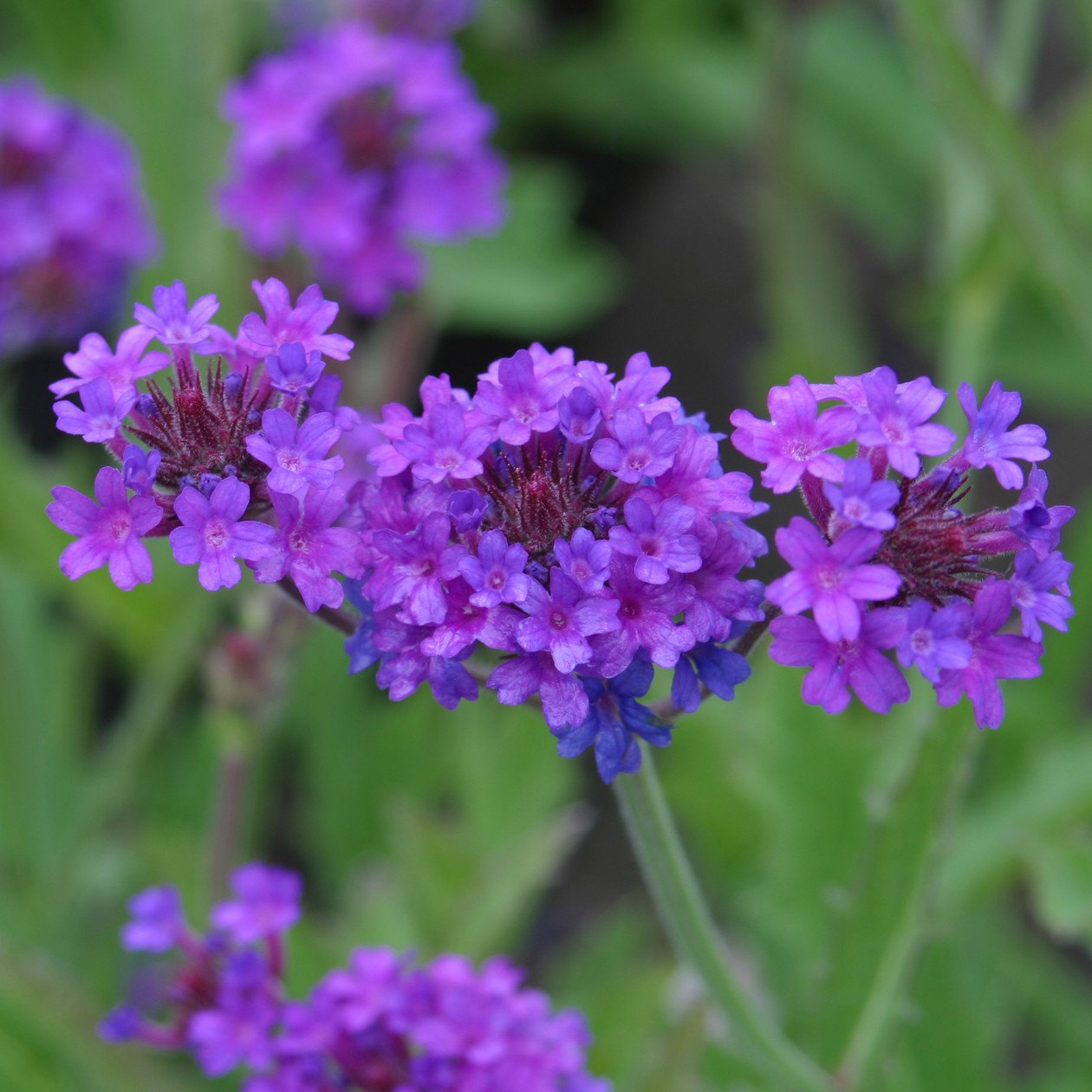 50 Fresh See Imagination Verbena easy to grow ABG1