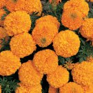 30  Flower Seed Marigold Discovery Orange  easy to grow #ABG1