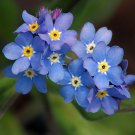 50  fresh Seed Forget Me Not Mysotis Victoria Indigo Blue #ABG1