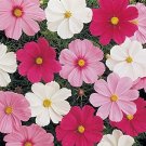 Sonata Series Cosmos 50  Fresh Seed, ready for your garden #ABG1