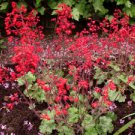 Flower Seed Heuchera Ruby Bells Cora Bells,40 Fresh Seed  #ABG1
