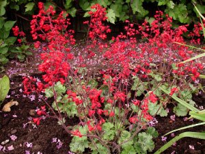 Flower Seed Heuchera Ruby Bells Cora Bells,40 Fresh Seed  #ABG1