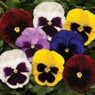 Colossus Mix Pansy seed Annual,30 fresh seed  great for your garden   #ABG1