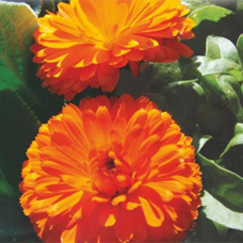 40  Fresh Seed Bon Bon Mix Calendula  easy to grow #ABG1