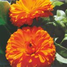 40  Fresh Seed Bon Bon Mix Calendula  easy to grow #ABG1