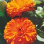 40  Fresh Seed Bon Bon Mix Calendula  easy to grow #ABG1
