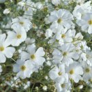 250 seeds  Gypsophila Covent Garden Baby's breath #ABG1
