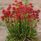 40 seeds per pack Fresh Seed, Armeria Ballerina Mix ready to plant  #ABG1