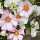 50  Annual Flower Seed  Candystripe Cosmos  easy to grow  #ABG1