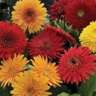 Autumn Colors Gerbera  10  Fresh Seed for your garden #ABG1