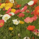 Party Fun Mix Poppy 25  Fresh Seed   #ABG1