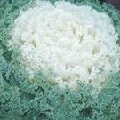 40   Fresh Seed  Ornamental Kale Kamome White best flower for your garden   #ABG1