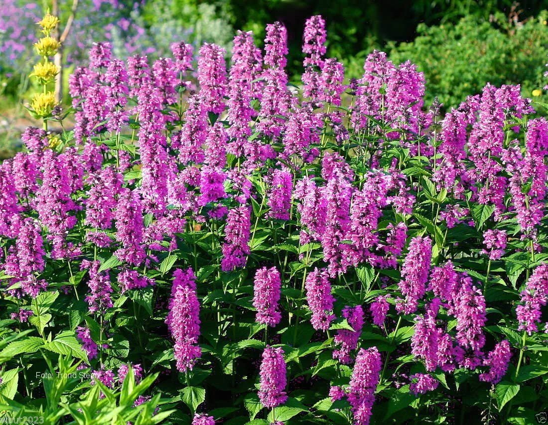 30 seeds  Pink Cat Nepeta Catmint  Perennial  easy to grow #ABG1
