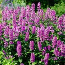 30 seeds  Pink Cat Nepeta Catmint  Perennial  easy to grow #ABG1