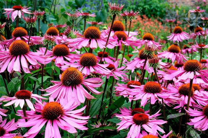 Purpurea Echinacea, 40   Fresh Seed  easy to grow #ABG1