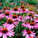 Purpurea Echinacea, 40   Fresh Seed  easy to grow #ABG1