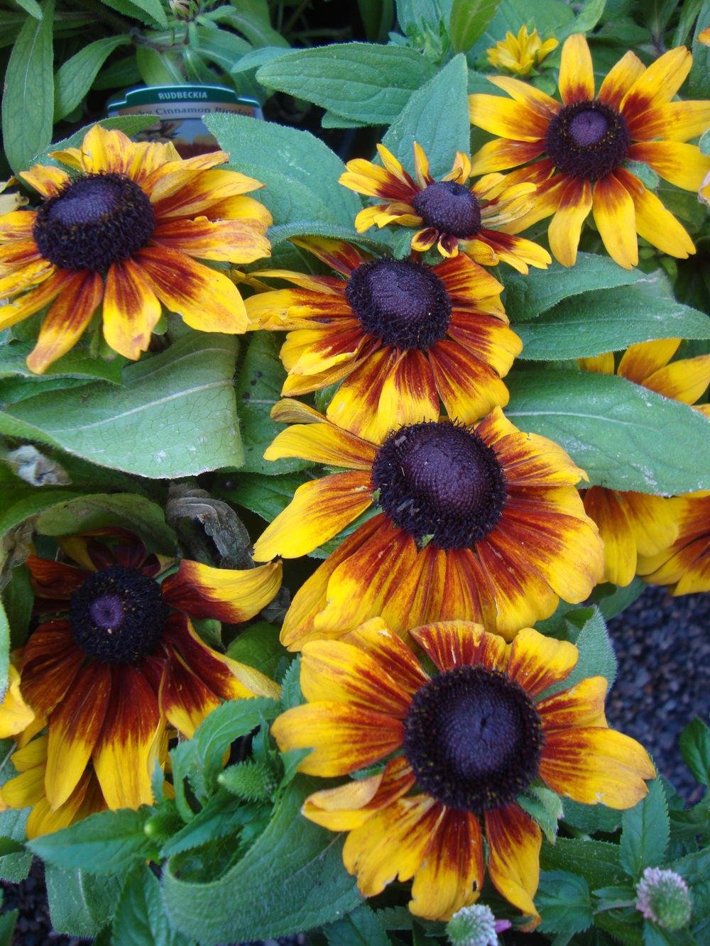 40 Fresh Seed Rudbeckia Becky Cinnamon Bi-colo #ABG1