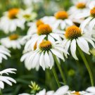 40 Fresh Flower Seed  Alba Echinacea  easy to grow #ABG1