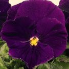 Ultima Baron Purple Pansy  30 seed Annual  easy to grow  #ABG1