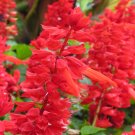 Cover Girl Salvia 40   Fresh Seed ready to plant   #ABG1