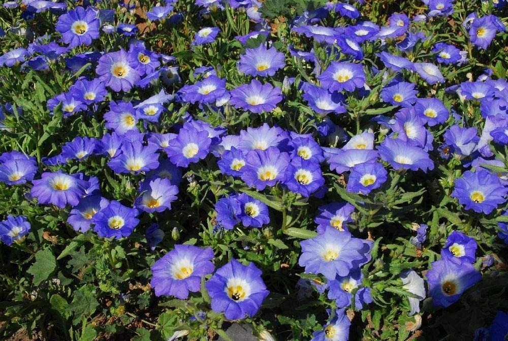 40   Fresh  Flower Seed Cliffhanger Mix Nolana easy to grow #ABG1