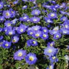40   Fresh  Flower Seed Cliffhanger Mix Nolana easy to grow #ABG1