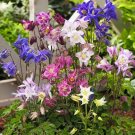 100 Aquilegia Biedermeyer Mix Coulmbine seeds  #ABG1