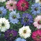 50 Seeds per packet .Persian Jewels Mix Nigella flower Seeds  #ABG1
