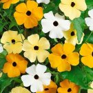 Alata Mix Thunbergia flower seeds, 25  Fresh Seed easy o grow #ABG1