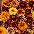 40 Fresh Flower Seed  Aztec Sunset Zinnia ready for your garden  #ABG1