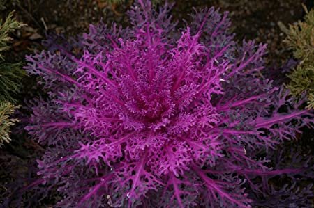 40  Fresh Flower Seed Ornamental Kale Red Peacock  easy to grow  #ABG1