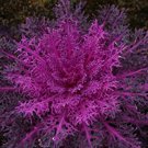 40  Fresh Flower Seed Ornamental Kale Red Peacock  easy to grow  #ABG1