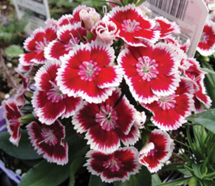 30 Fresh Flower Barbarini Red Picotee Dianthus Easy To Grow Abg1