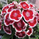 30 Fresh Flower Barbarini Red Picotee Dianthus easy to grow #ABG1