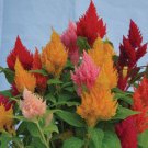 40   Fresh Flower Seed Kimono Mix Celosia #ABG1