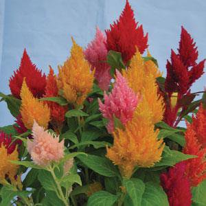 40   Fresh Flower Seed Kimono Mix Celosia #ABG1