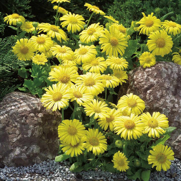 40   Fresh Flower Seed  Little Leo Doronicum easy to grow  #ABG1
