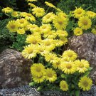 40   Fresh Flower Seed  Little Leo Doronicum easy to grow  #ABG1