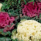 40   Fresh  Flower Seed Kale Nagoya Mix  easy to grow  #ABG1