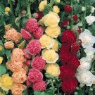 40  Fresh Flower Seed  Chater's Prize Hollyhock easy to grow  #ABG1