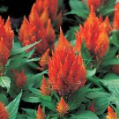 Flower Seed Castle Orange Celosia, 40  Fresh Seed  #ABG1