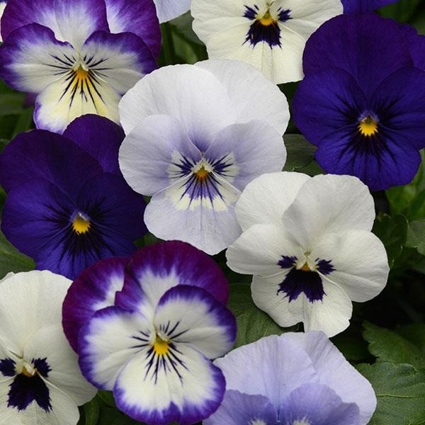 30  Fresh Flower Seed Sorbet Viola Mix  ready for your plant  #ABG1